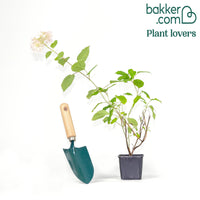 Wald-Hortensie Marshmallow ® Candy Bell®