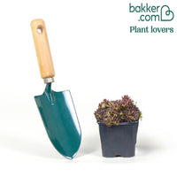 Hauswurz Chick Charms ® Mint Marvel