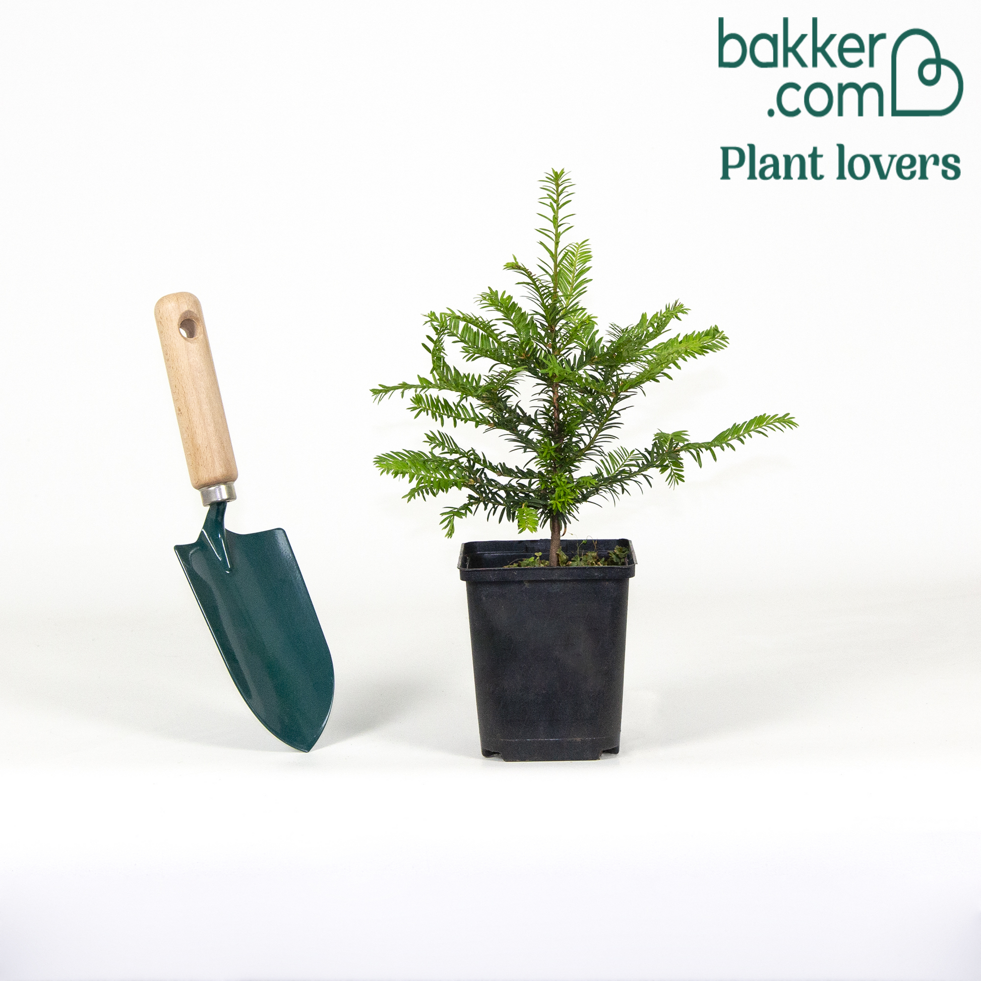 Europäische Eibe - Taxus baccata