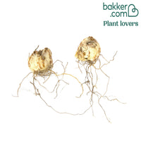 Asiatische Lilie Pieton (x2)