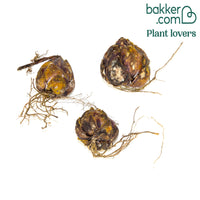 Trompetenlilie Pink Perfection (x3)