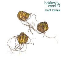 Asiatische Lilien Siberia (x3)