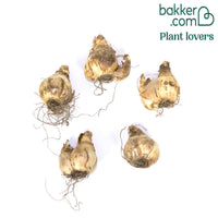 Narzissen Albus Plenus (x10)