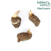 Italienischer Aronstab (x3)