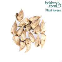 Freesie (einfach) - Weiß