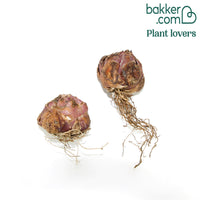 Orientalische Lilie 'Star Gazer'