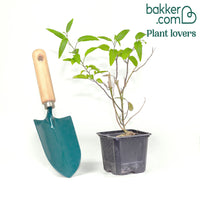 Sommerjasmin Morelle