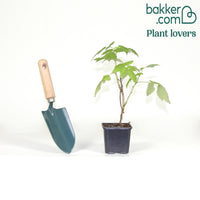 Remontant Himbeere Heritage