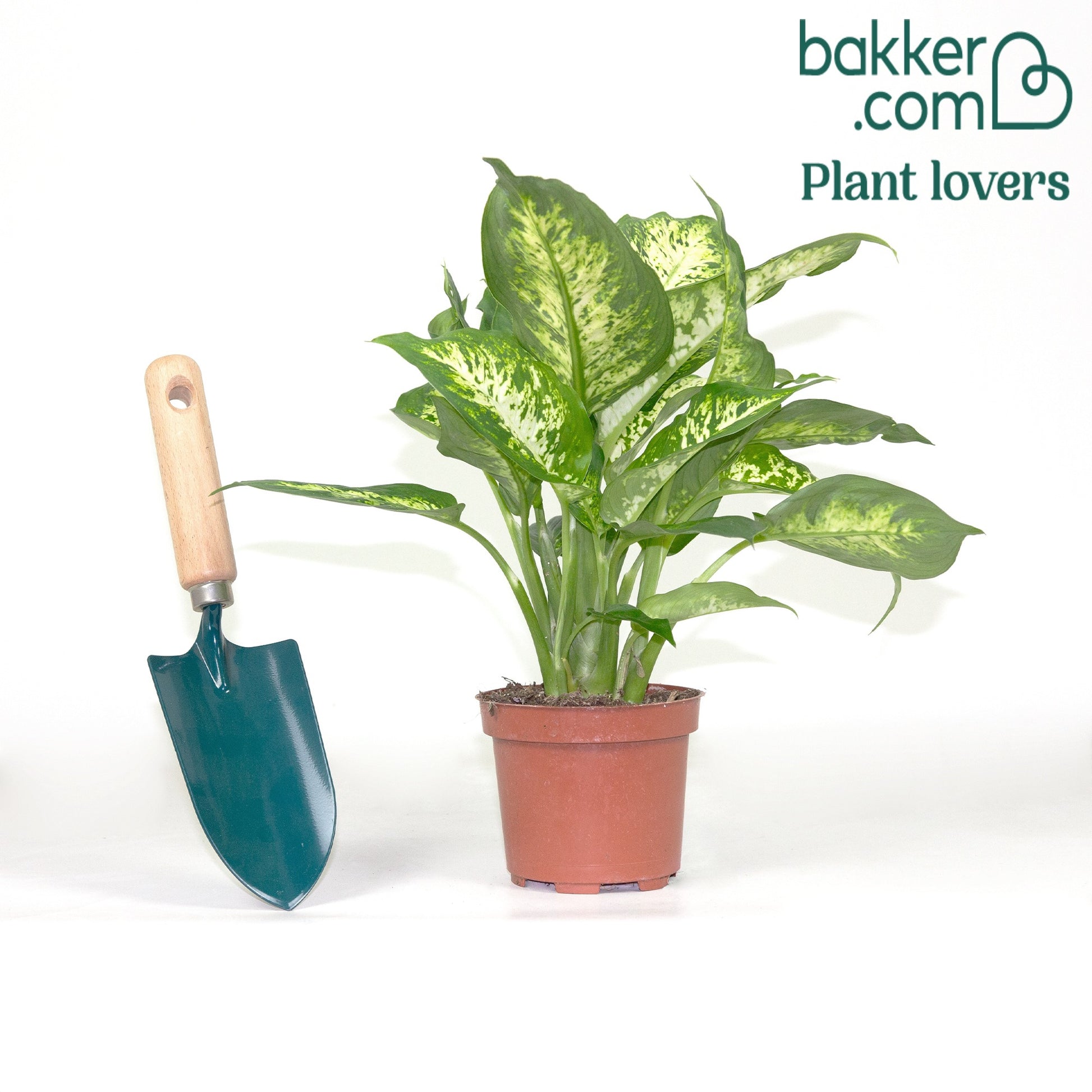 dieffenbachia compacta pflege Dieffenbachie 'Compacta' - Dieffenbachia compacta