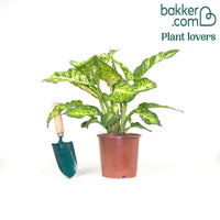 Dieffenbachie 'Sublime'