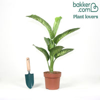 Dieffenbachie 'Tropic Snow'