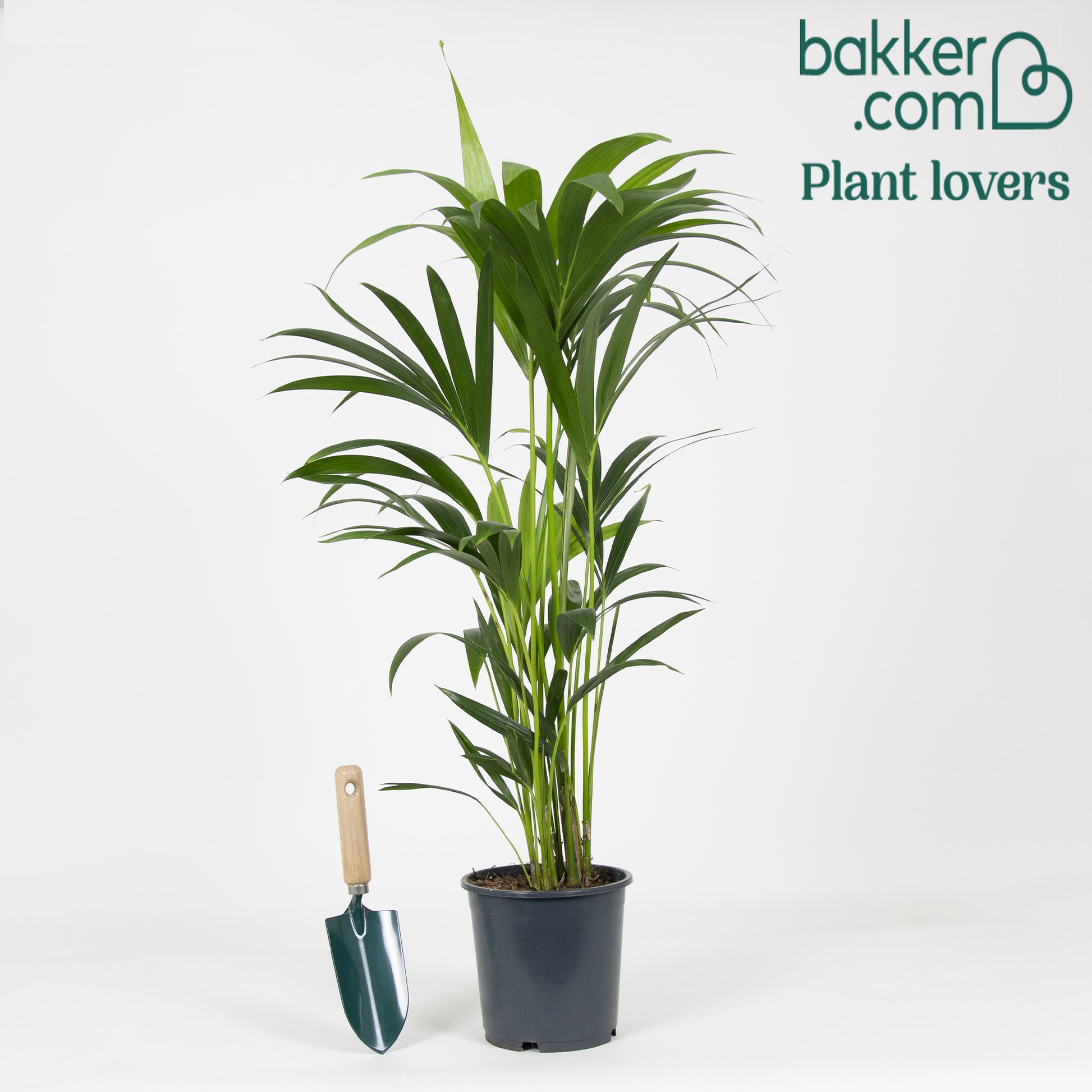 Kentiapalme - Howea forsteriana