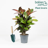 Wunderstrauch 'Mrs. Iceton'