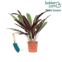 Korbmarante 'Insigne'