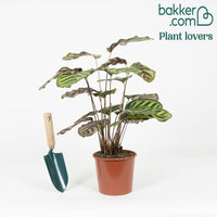 Korbmarante 'Makoyana' - Calathea makoyana - Nach Sorten