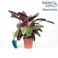 Korbmarante 'Medaillon'