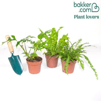 Badezimmerpflanzen Mischung (x3)