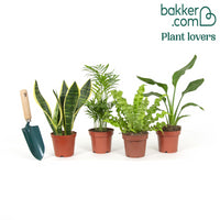 Pflegeleichte Zimmerpflanzen Mischung - Grün (x4)
