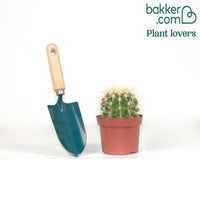 Schwiegermutterstuhl Echinocactus grusonii