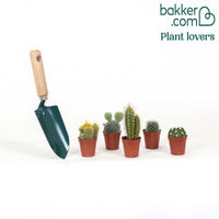 Kaktus Mischung (x5)