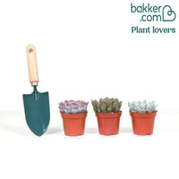 Sukkulente Echeveria Mischung (x3)