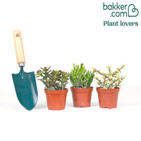 Sukkulente Crassula Mischung (x3)