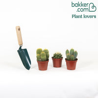 Kaktus Mischung (x3)
