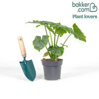 Philodendron Monstera Shangri La