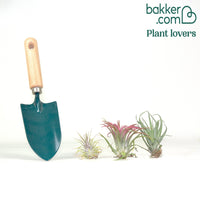 Tillandsia Mischung (x3)