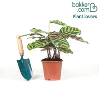 Korbmarante 'Makoyana'