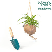 Chlorophythum + Kokodama Kokostopf