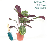 Korbmarante 'Medaillon'