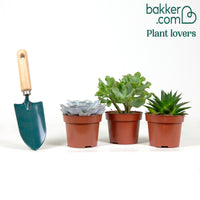 Sukkulentenmischung -  Aloé, Echeveria, Crassula (x3)