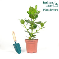 Balsamapfel 'Princess'