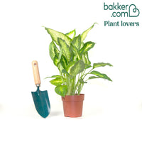 Dieffenbachia 'Camilla'