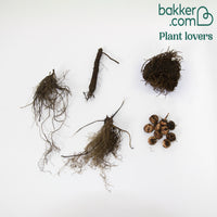 Stauden Mischung 'Bees and Butterflies' (x14) - Echinacea purpurea, eryngium alpinum, crocosmia, astilbe, phlox - Stauden