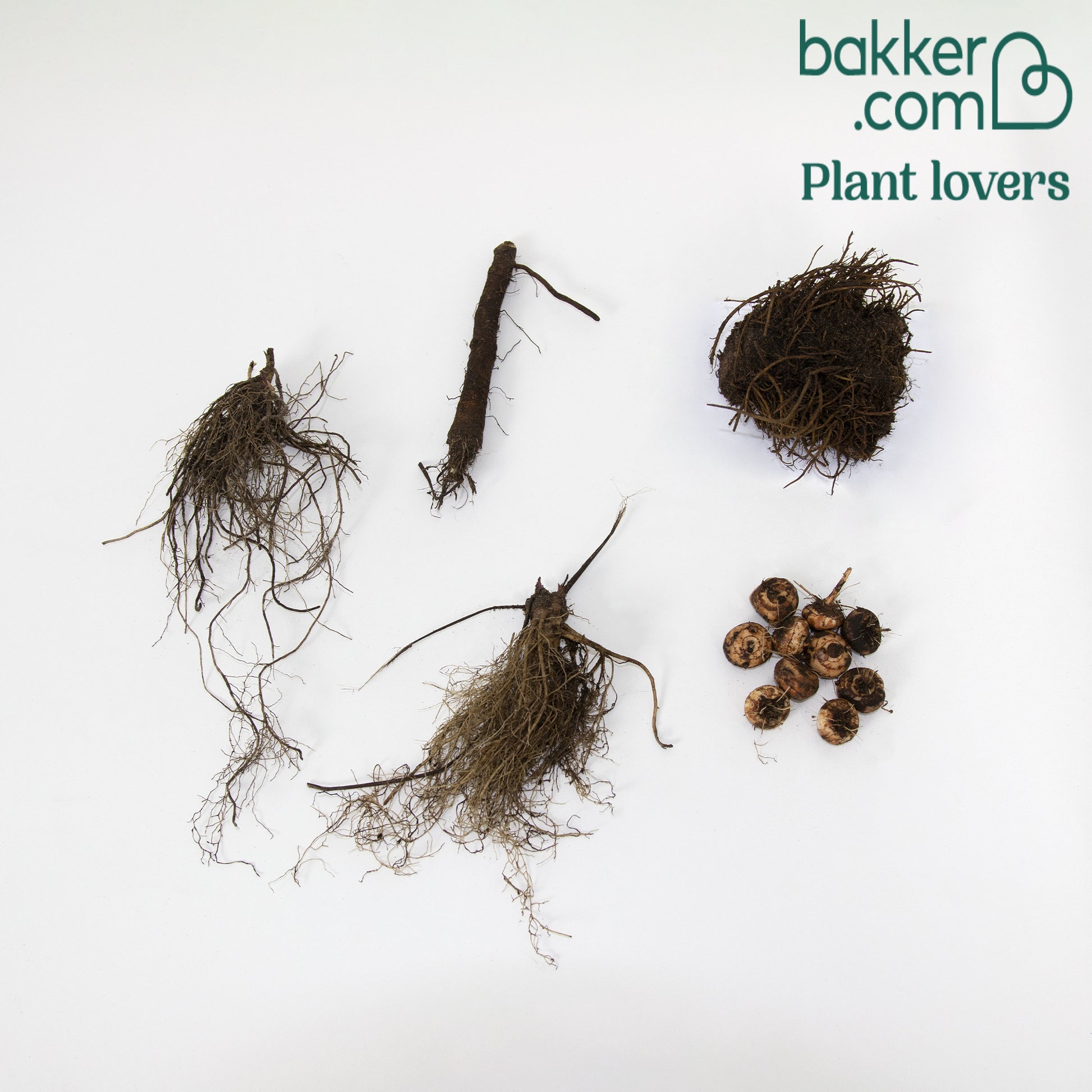 Stauden Mischung 'Bees and Butterflies' (x14) - Echinacea purpurea, eryngium alpinum, crocosmia, astilbe, phlox - Stauden