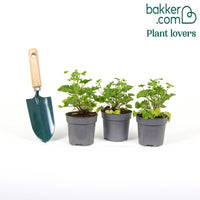 Geranie 'Mosquitaway Eva' (x3)