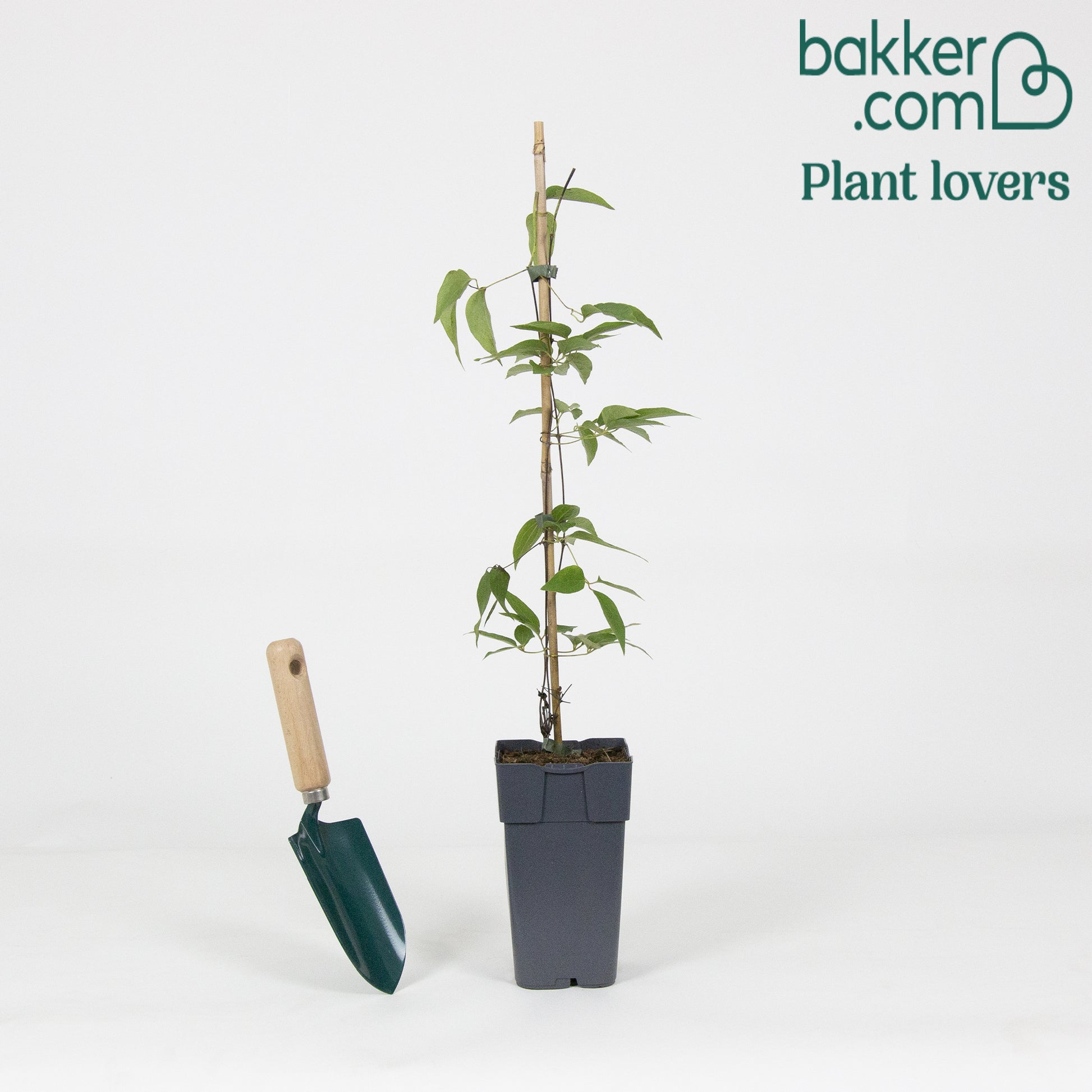 Clematis montana 'rubens'