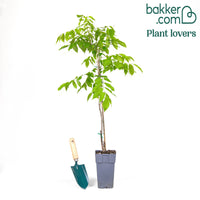 Blauregen 'Black Dragon'