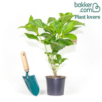 Bauernhortensie 'Rosita'