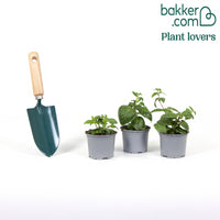 Fuchsia Mischung 'Bella Rosella' + 'Blue Angel' + 'New Millenium' (x3)