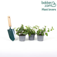 Fuchsia Mischung 'Lena' + 'Dark Eyes' + 'Swingtime' (x3)