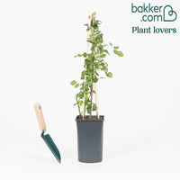 Kletterrose 'Crazy in Love' rosa - Rosa hybride 'crazy in love pink'