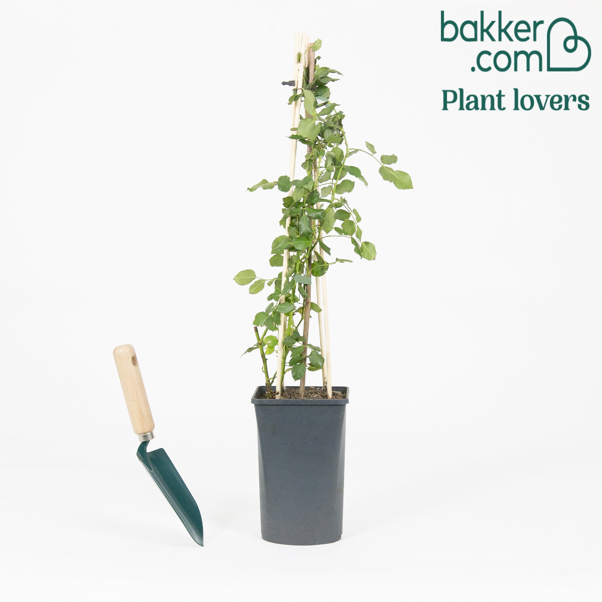 Kletterrose 'Crazy in Love' rosa - Rosa hybride 'crazy in love pink'