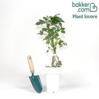 Kletterrose 'Crazy in Love' creme