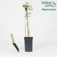 Waldrebe 'Avalanche' - Clematis 'avalanche'