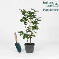 Kamelie 'Volunteer' - Camellia x williamsii 'volunteer' - Kamelie