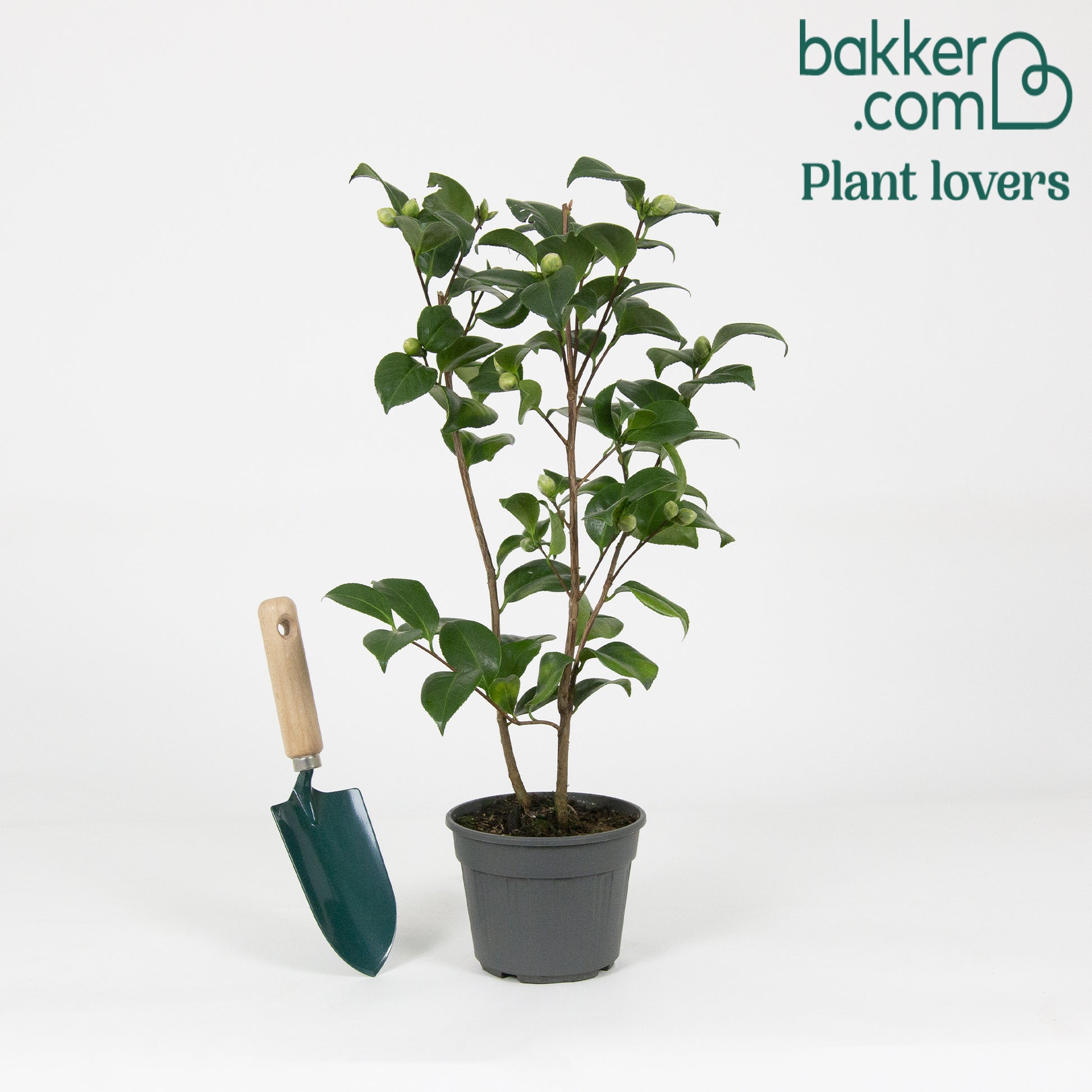 Kamelie 'Volunteer' - Camellia x williamsii 'volunteer' - Kamelie