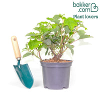 Eichenblättrige Hortensie 'Ruby Slippers'®